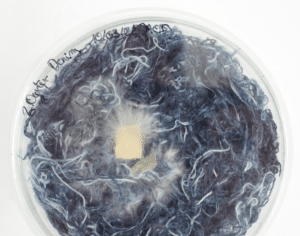 The Purhyphae Project 1 - ¿Micelio para biodegradar residuos textiles? - Pearls Magazine