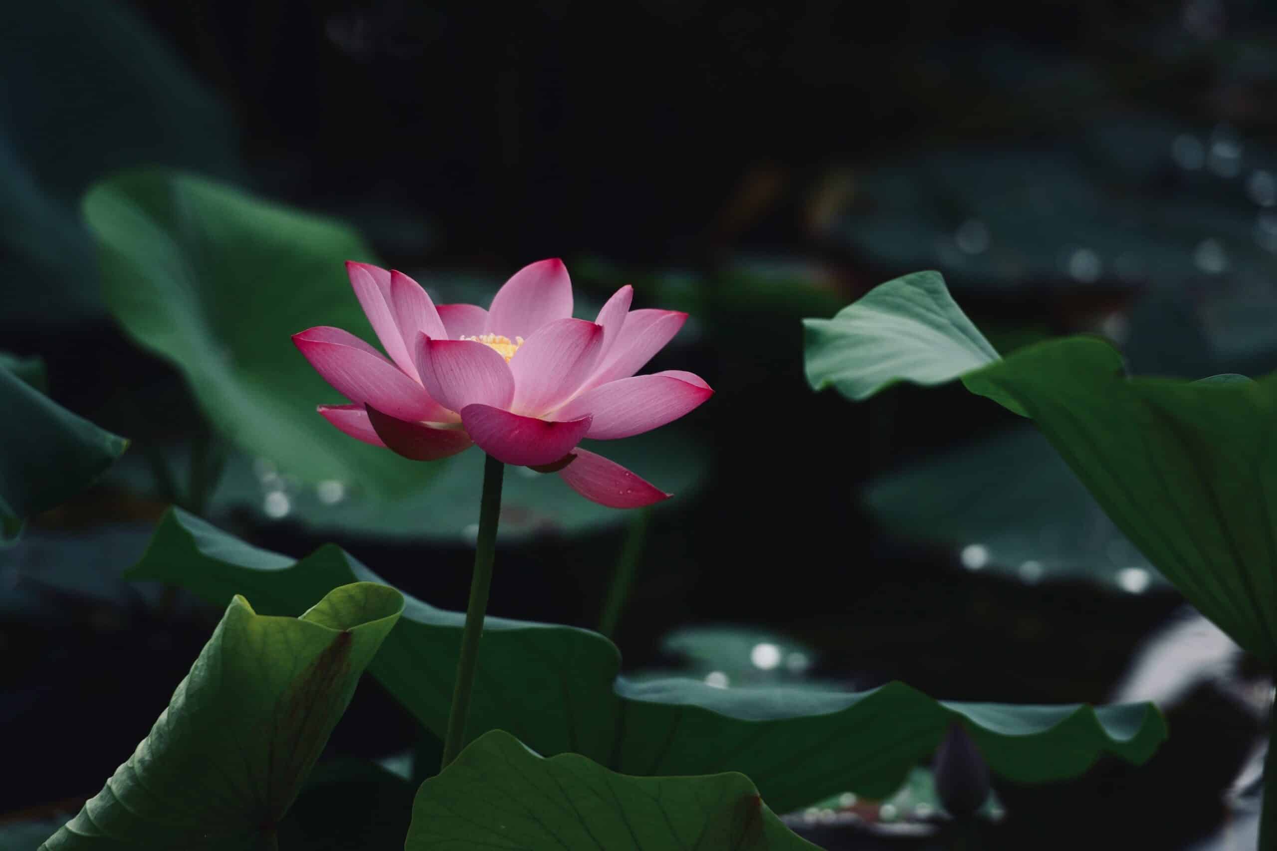 La fleur de lotus : une fibre rare et luxueuse