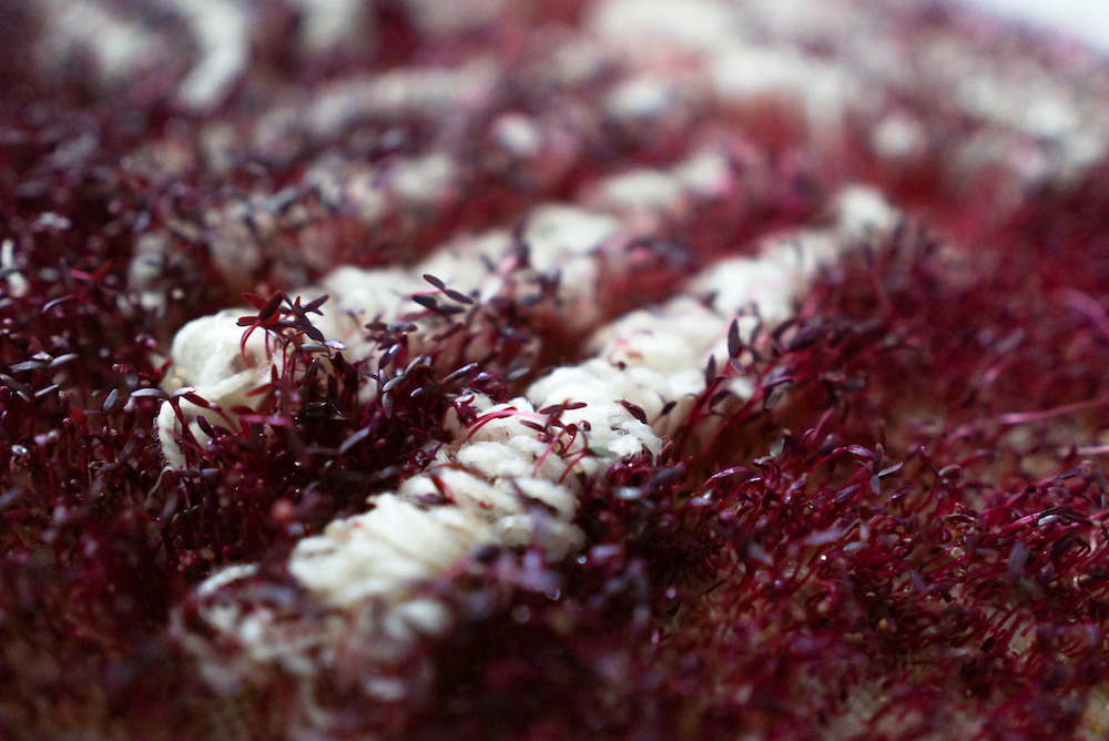 Textiles & Microgreens : the link between fashion and nature