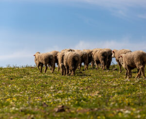 wooldreamers 1 - Wooldreamers : tejiendo un futuro sostenible para la lana española - Pearls Magazine