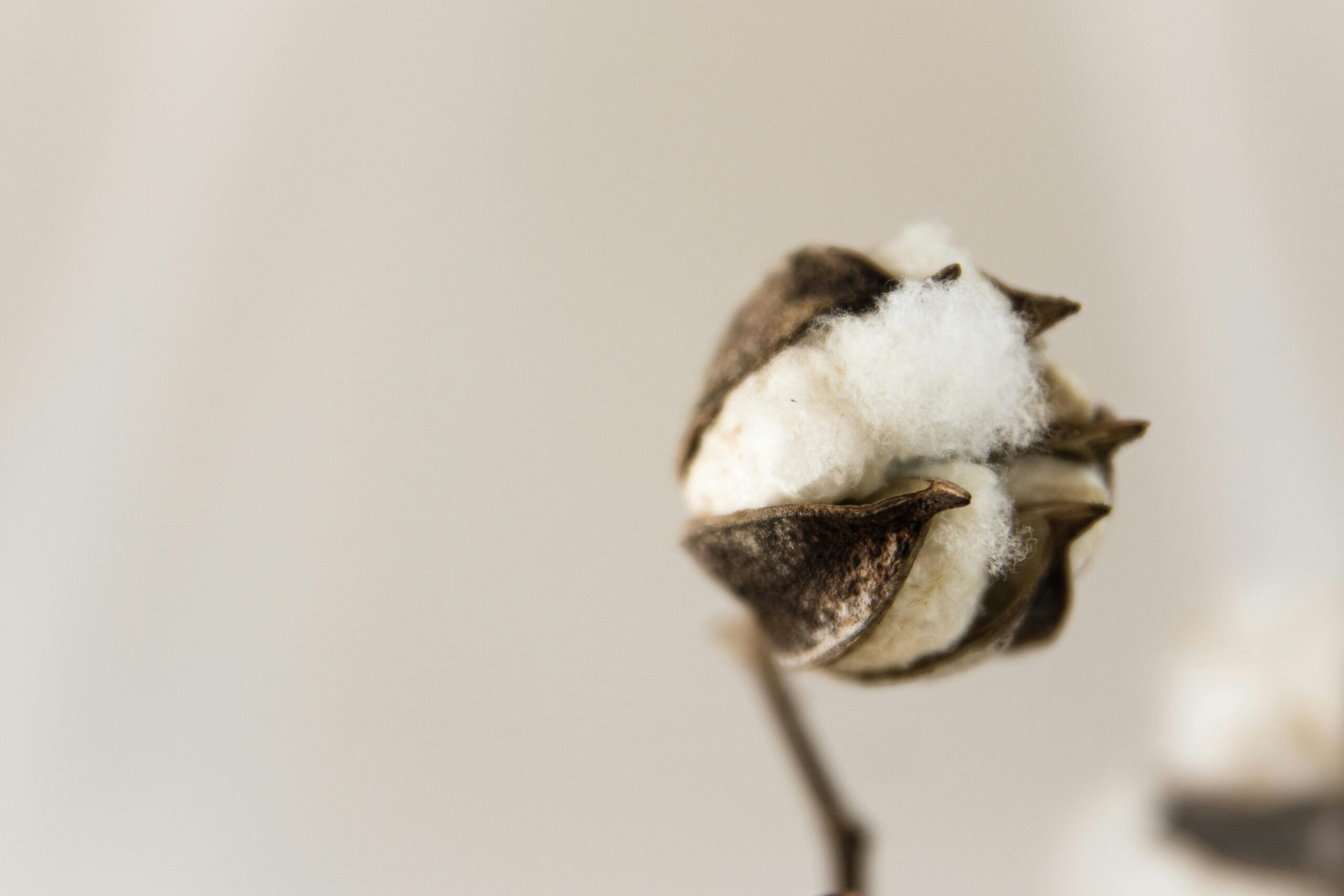 pyratex.algodon scaled - Pyratex launches a km.0 cotton supply chain in Spain - Pearls Magazine