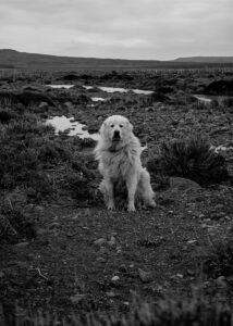 Coexistencia 5 - Patagonia : Alejandra Gottelli's chronicle on the footprints of the wool industry - Pearls Magazine