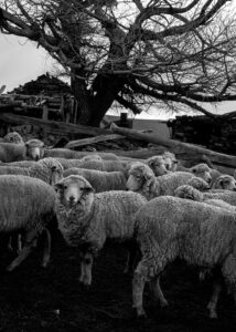 Coexistencia 7 - Patagonia : Alejandra Gottelli's chronicle on the footprints of the wool industry - Pearls Magazine