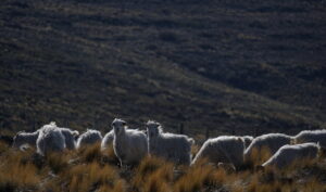 OVEJAS PATAGONIA 1 1 - Patagonia : Alejandra Gottelli reflects on the footprints of the wool industry - Pearls Magazine