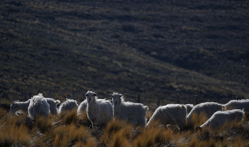 OVEJAS PATAGONIA 1 1 - Patagonia : Alejandra Gottelli reflects on the footprints of the wool industry - Pearls Magazine