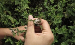 Pauline Isambert. Les Herbes Libres - Pauline Isambert, cueilleuse de parfums et de mémoire - Pearls Magazine Pauline Isambert. Les Herbes Libres - Pauline Isambert, cueilleuse de parfums et de mémoire - Pearls Magazine