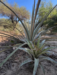 naturaleza para oichena - « Je suis ici » : femmes wichí et art ancestral - Pearls Magazine